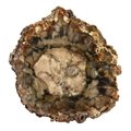 Petrified Wood